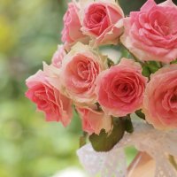 Caring For the Potted Rose: Tips